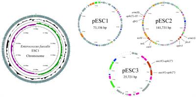 Genetic characterization of MDR genomic elements carrying two aac(6′)-aph(2″) genes in feline-derived clinical Enterococcus faecalis isolate